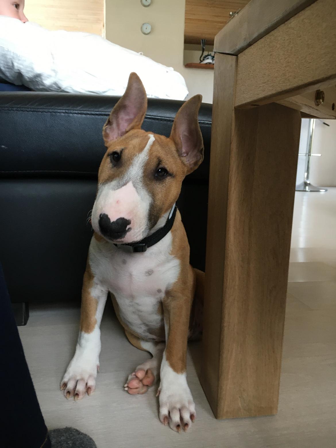 Bullterrier miniature Glossy Black Banana Mania aka Joey - 15 uger billede 23