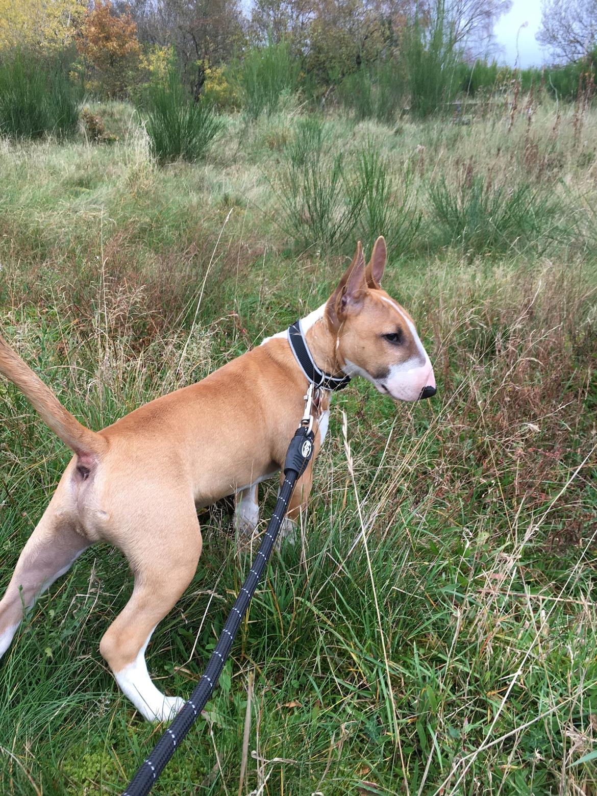 Bullterrier miniature Glossy Black Banana Mania aka Joey billede 24