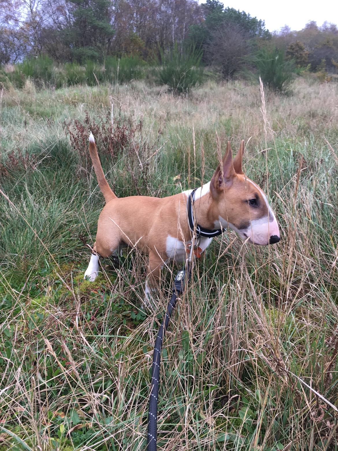 Bullterrier miniature Glossy Black Banana Mania aka Joey billede 25