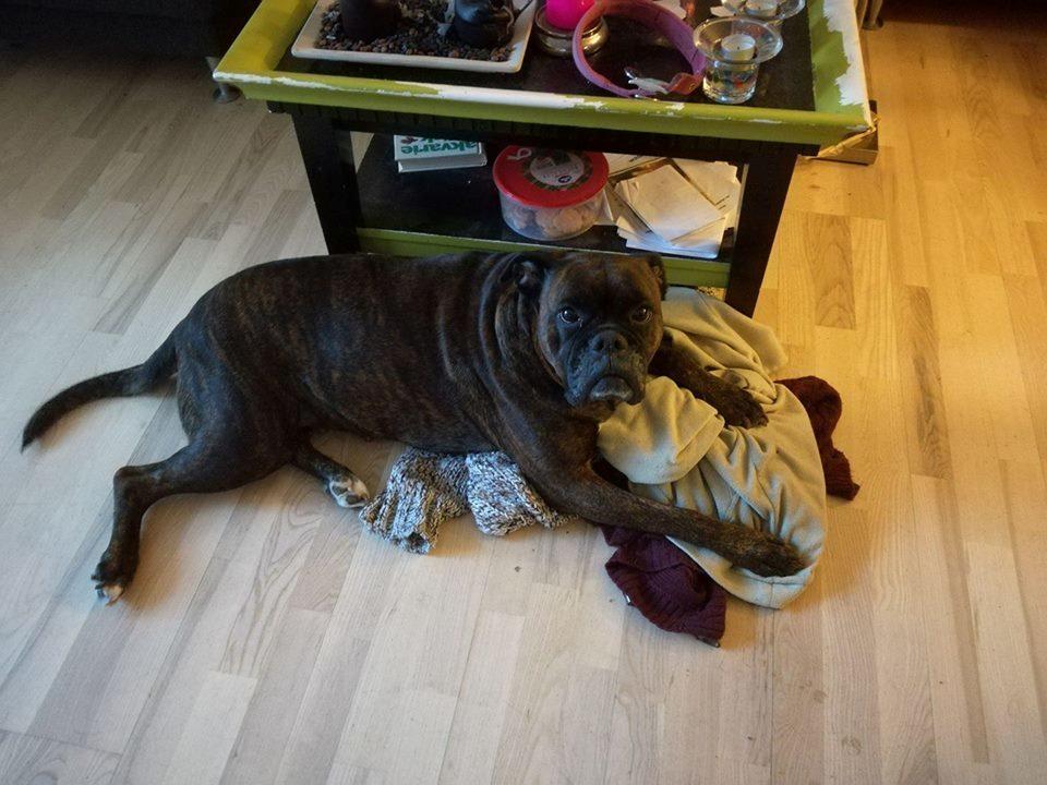 Boxer Kira (Passer) *RIP* billede 5