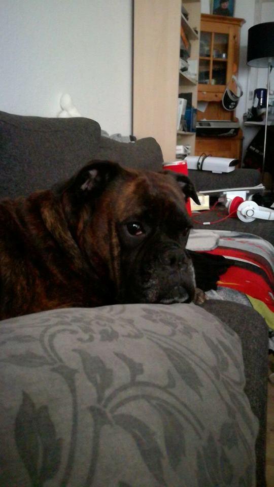 Boxer Kira (Passer) *RIP* billede 6