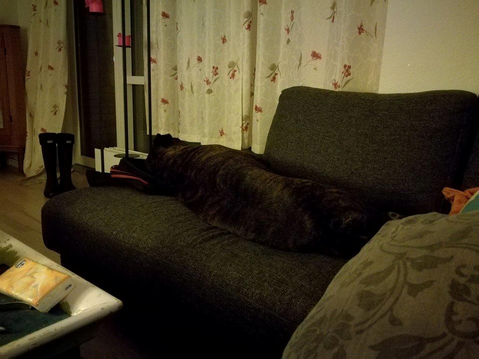 Boxer Kira (Passer) *RIP* billede 7