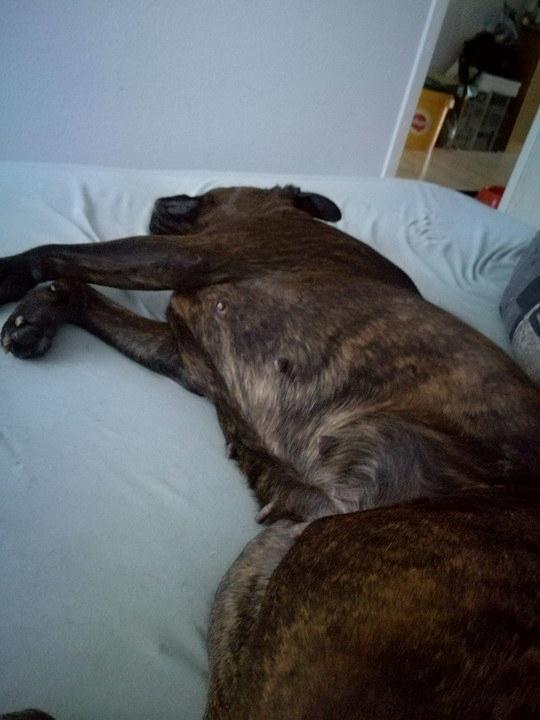 Boxer Kira (Passer) *RIP* billede 8