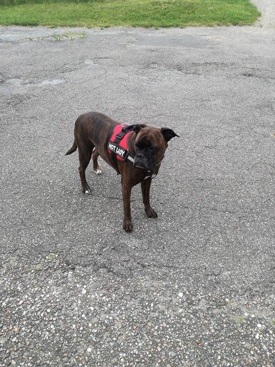 Boxer Kira (Passer) *RIP* billede 10