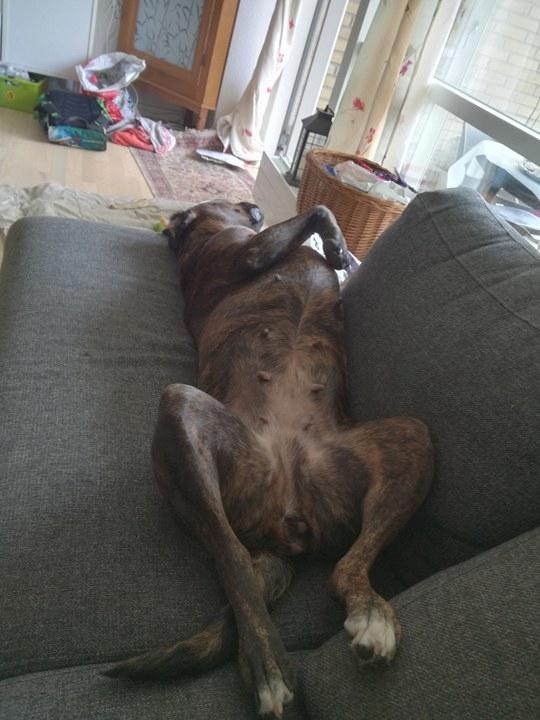 Boxer Kira (Passer) *RIP* billede 11