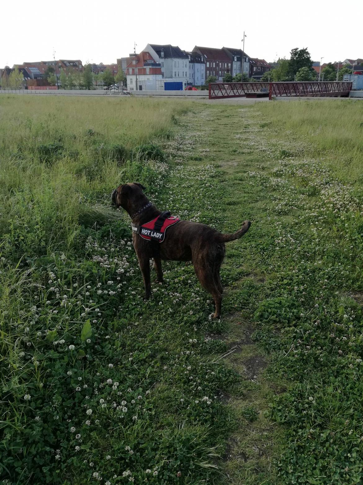 Boxer Kira (Passer) *RIP* billede 12