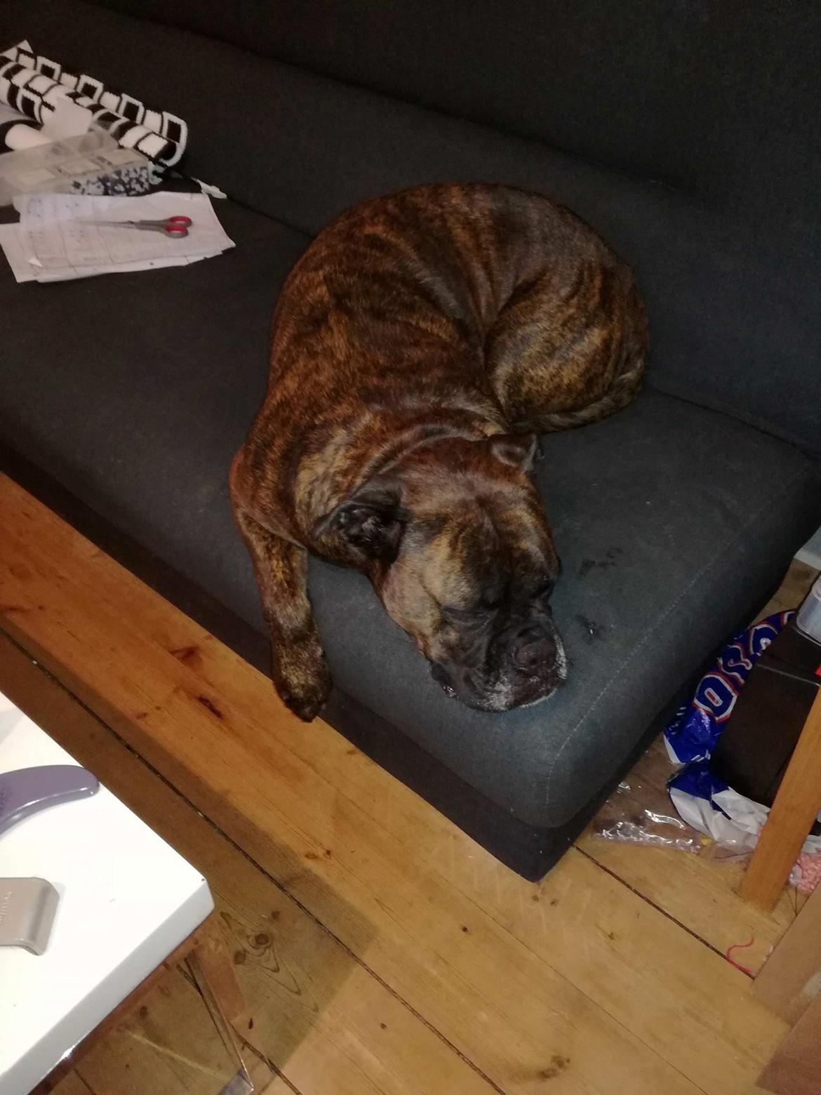 Boxer Kira (Passer) *RIP* billede 14