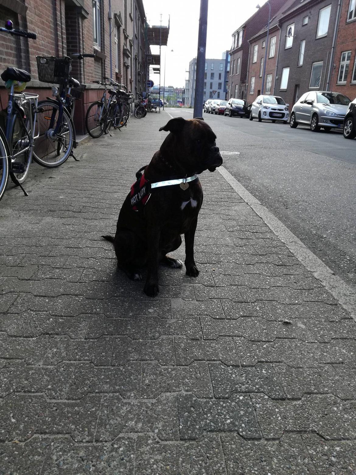 Boxer Kira (Passer) *RIP* billede 13