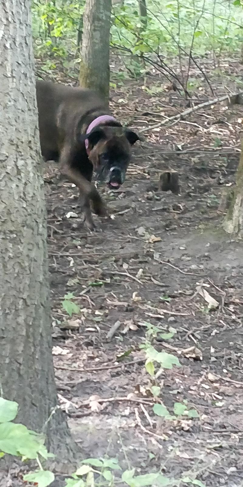 Boxer Kira (Passer) *RIP* billede 16