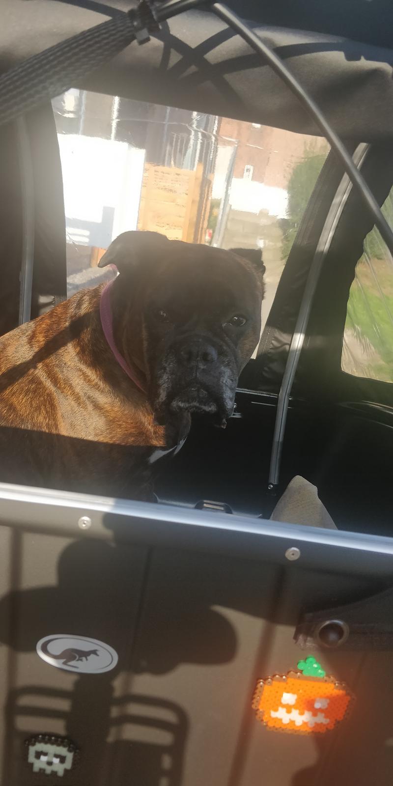 Boxer Kira (Passer) *RIP* billede 17