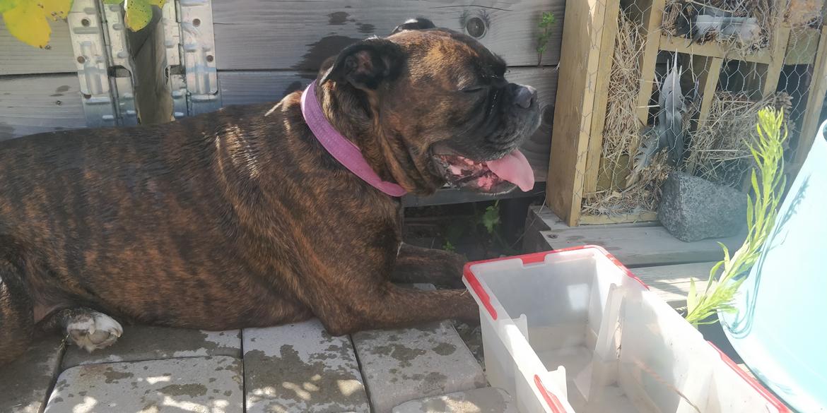 Boxer Kira (Passer) *RIP* billede 19