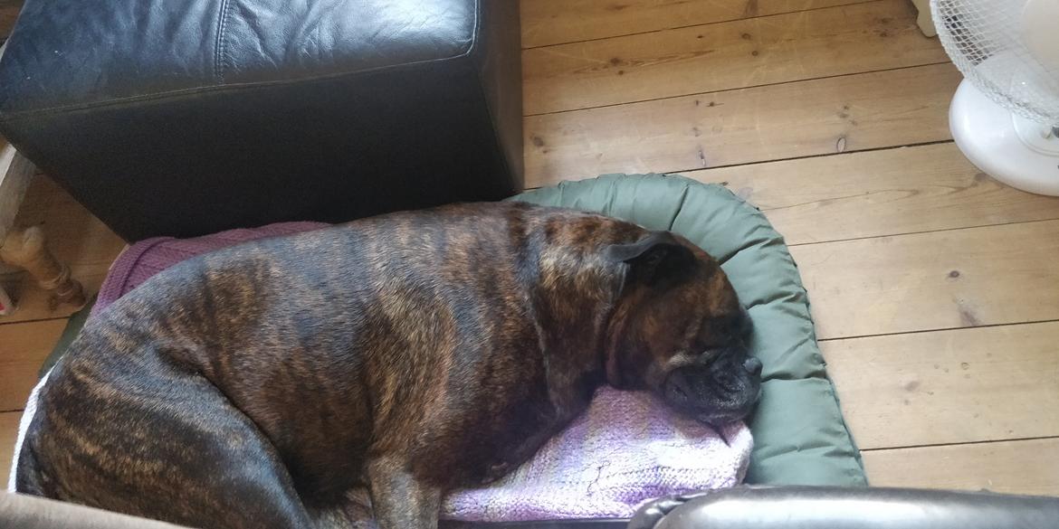 Boxer Kira (Passer) *RIP* billede 20