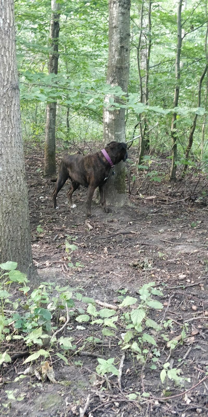 Boxer Kira (Passer) *RIP* billede 18