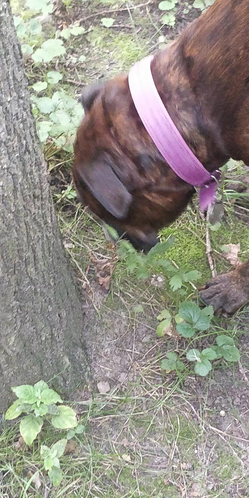 Boxer Kira (Passer) *RIP* billede 21