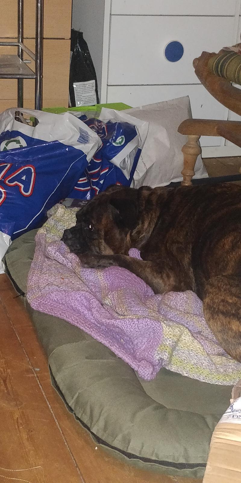 Boxer Kira (Passer) *RIP* billede 22