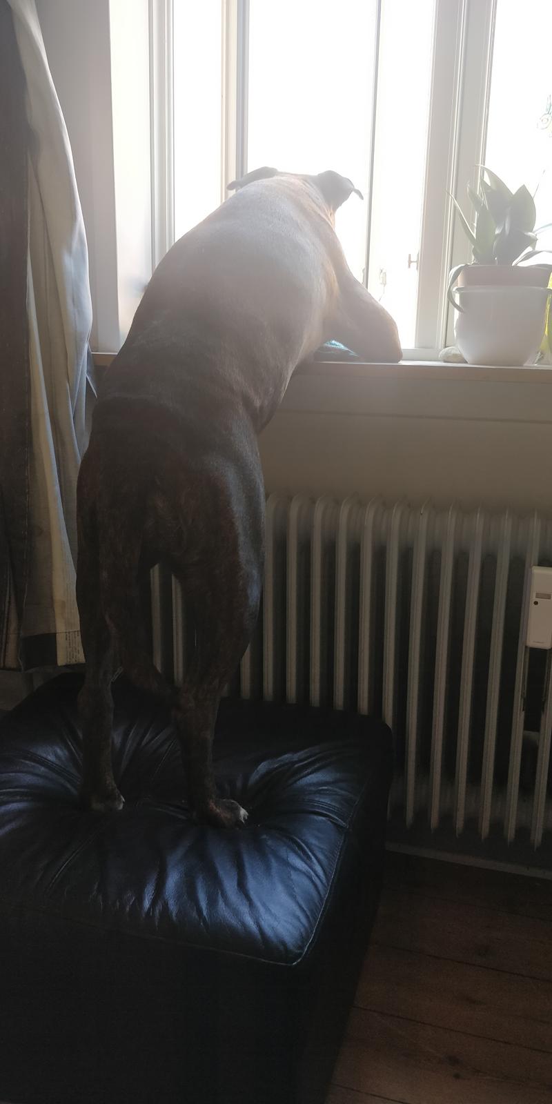 Boxer Kira (Passer) *RIP* billede 23