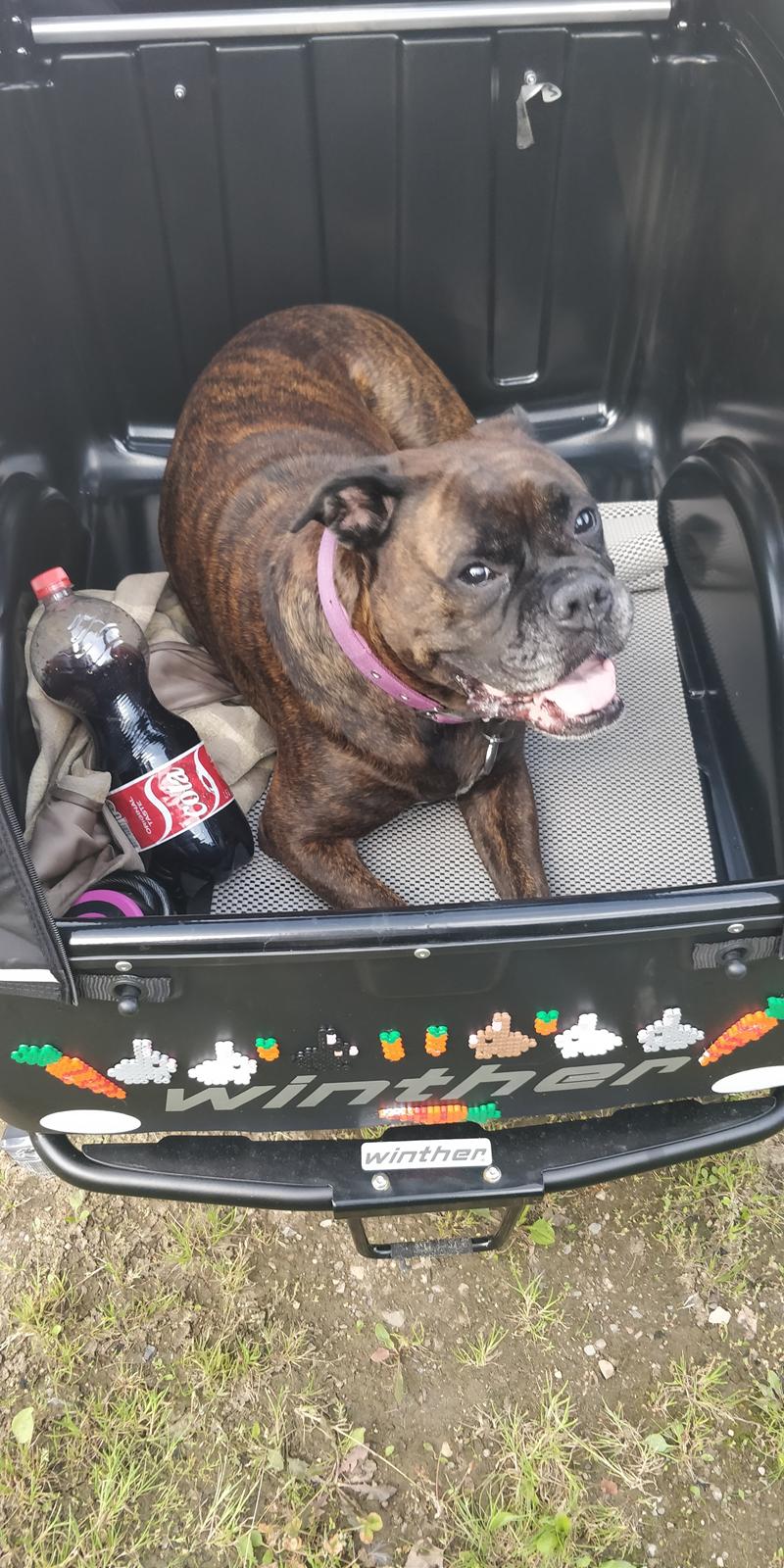 Boxer Kira (Passer) *RIP* billede 24