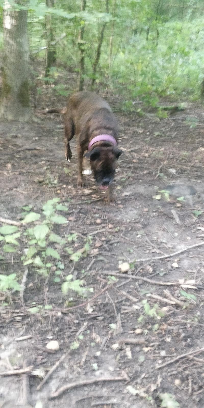 Boxer Kira (Passer) *RIP* billede 27