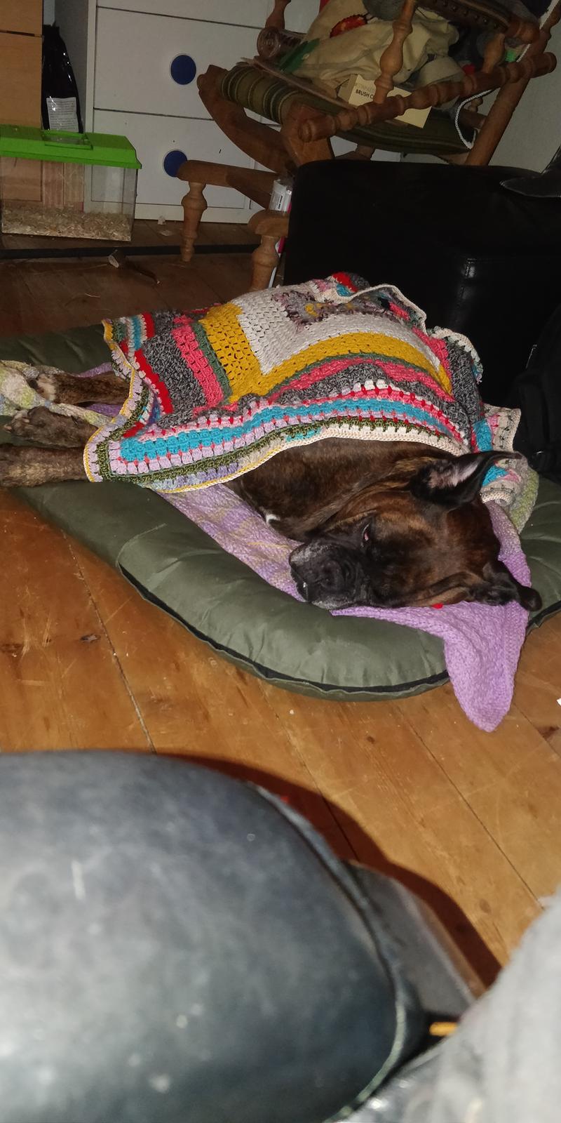 Boxer Kira (Passer) *RIP* billede 28