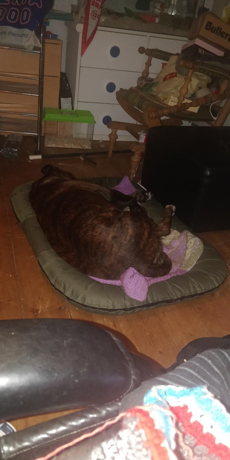 Boxer Kira (Passer) *RIP* billede 30