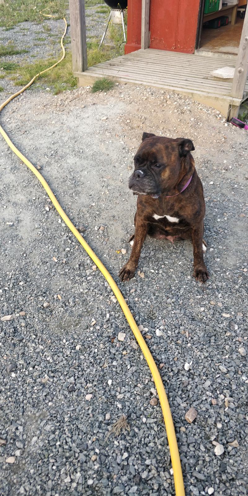 Boxer Kira (Passer) *RIP* billede 25