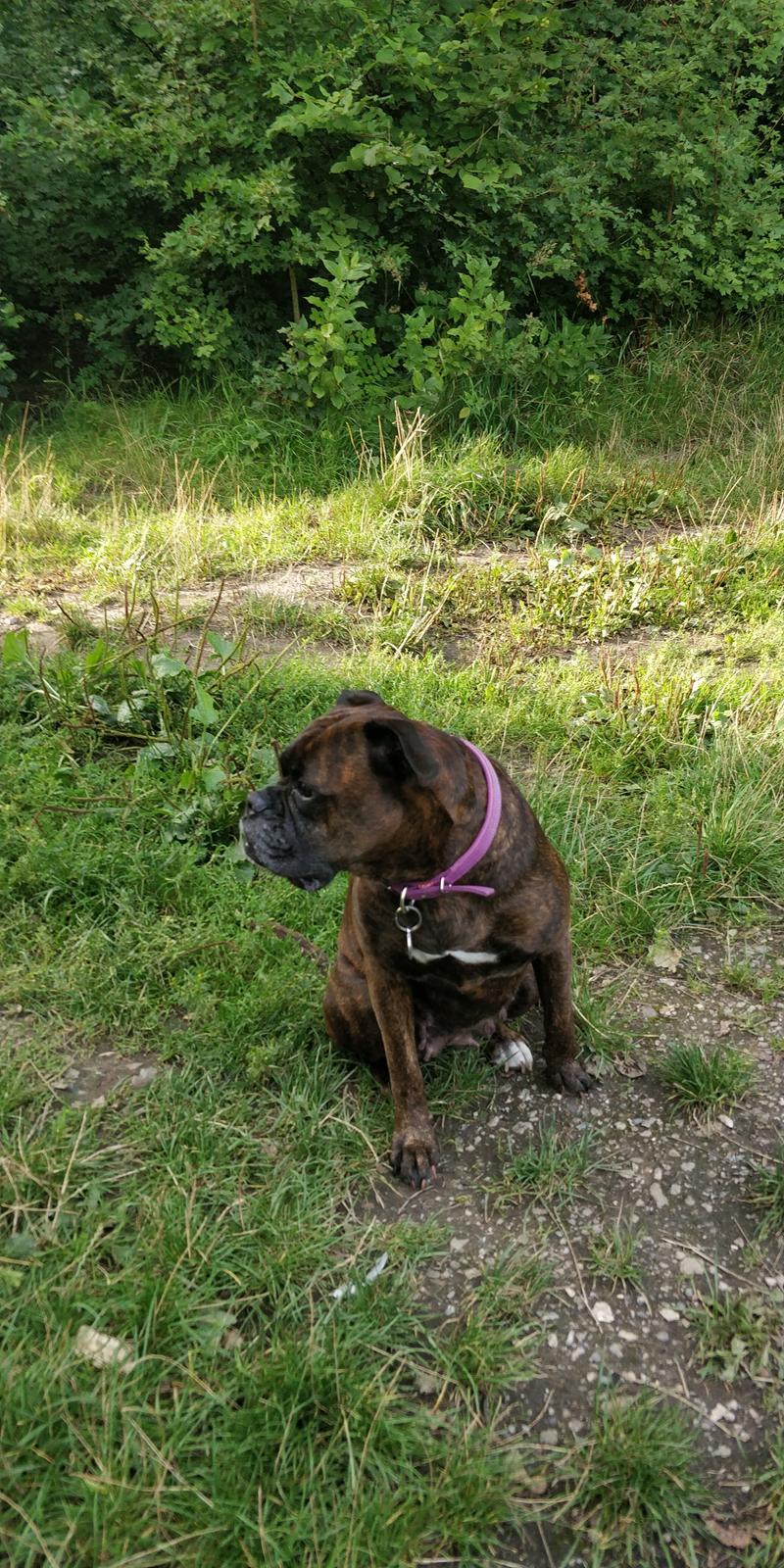 Boxer Kira (Passer) *RIP* billede 29