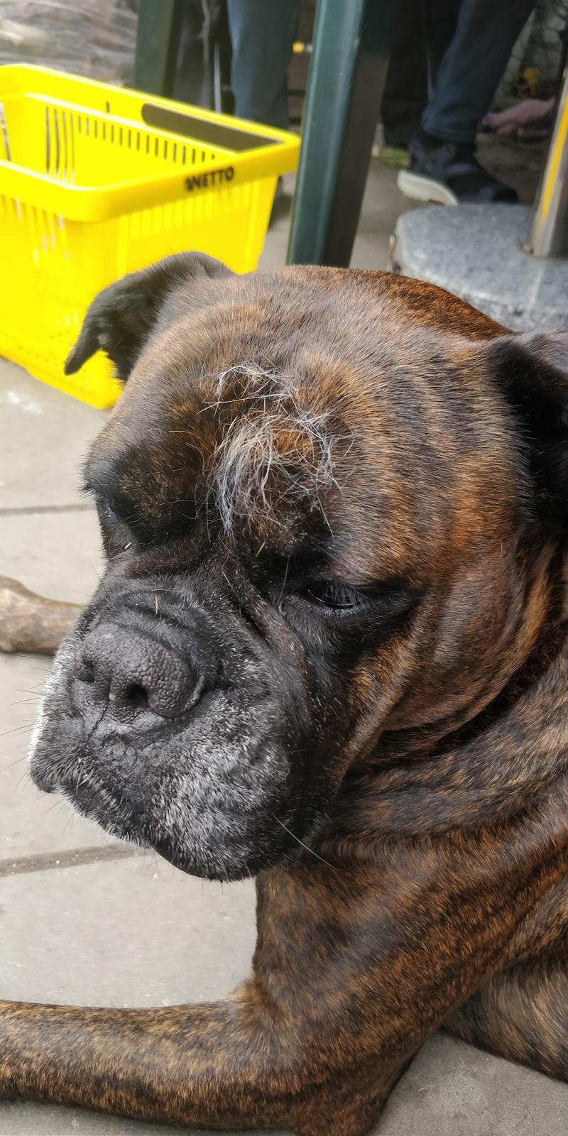 Boxer Kira (Passer) *RIP* billede 31