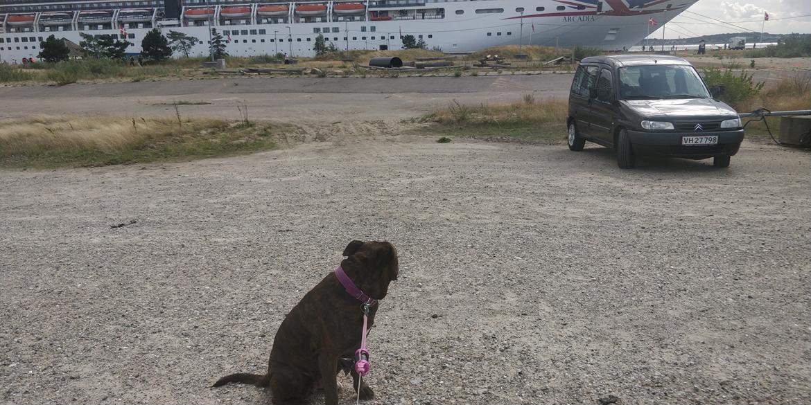 Boxer Kira (Passer) *RIP* billede 26