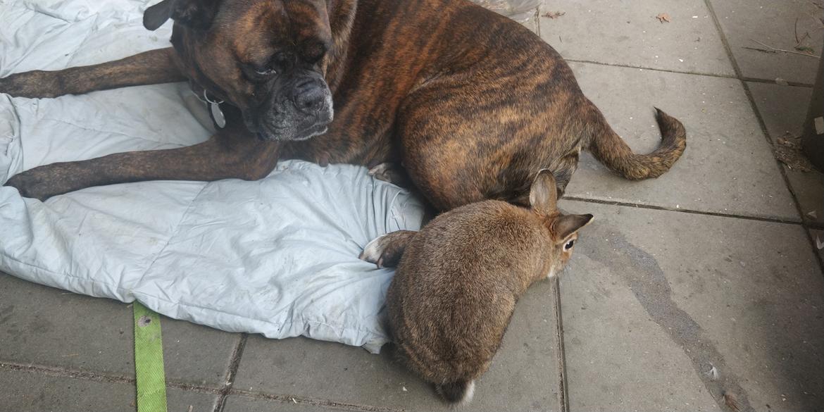 Boxer Kira (Passer) *RIP* billede 33