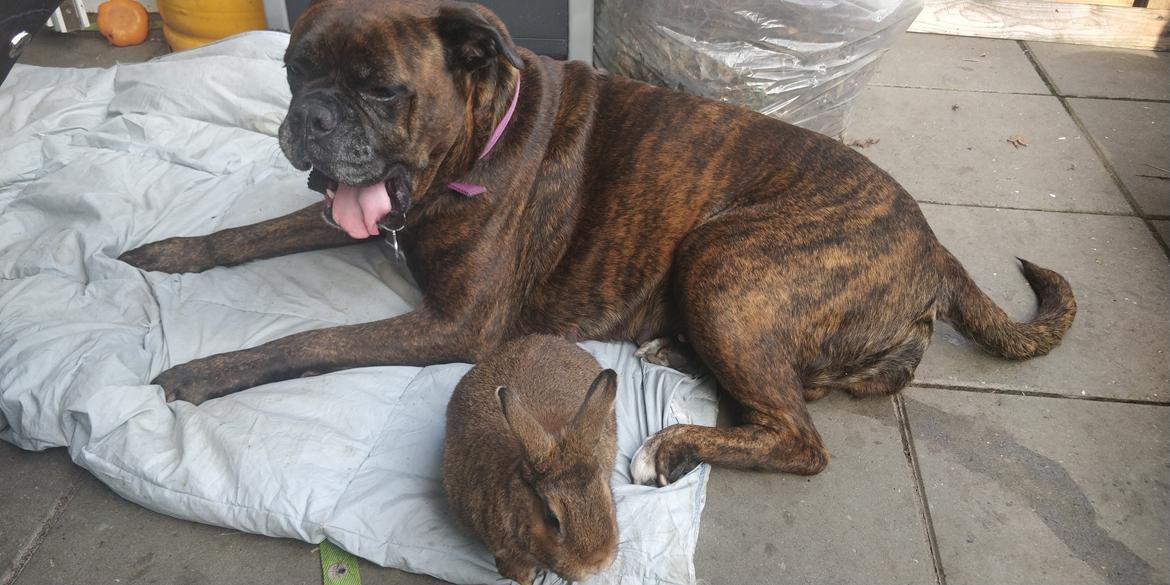 Boxer Kira (Passer) *RIP* billede 34