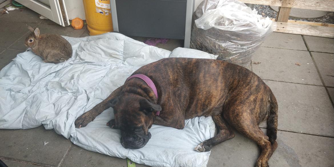 Boxer Kira (Passer) *RIP* billede 32