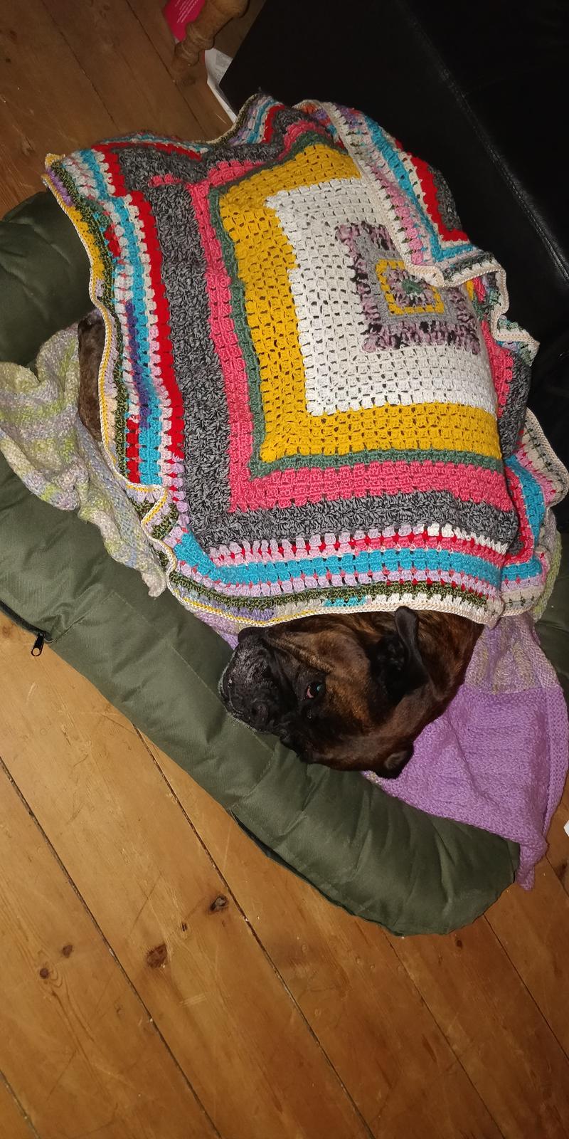 Boxer Kira (Passer) *RIP* billede 35