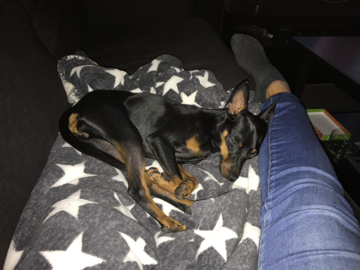 Dvaergpinscher Caro  billede 7