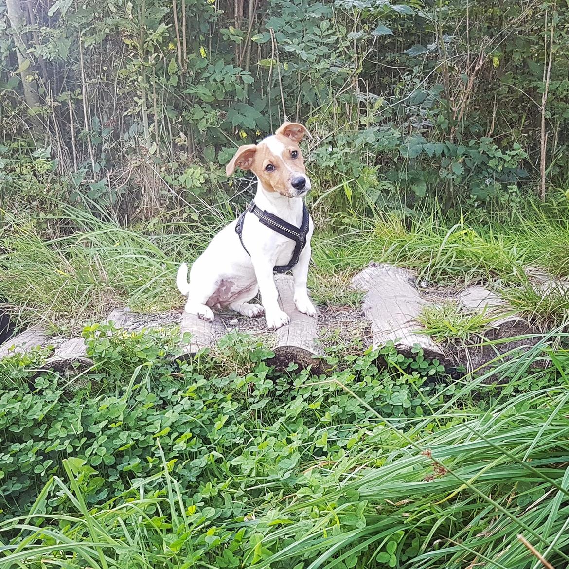 Jack russell terrier Nunu billede 1