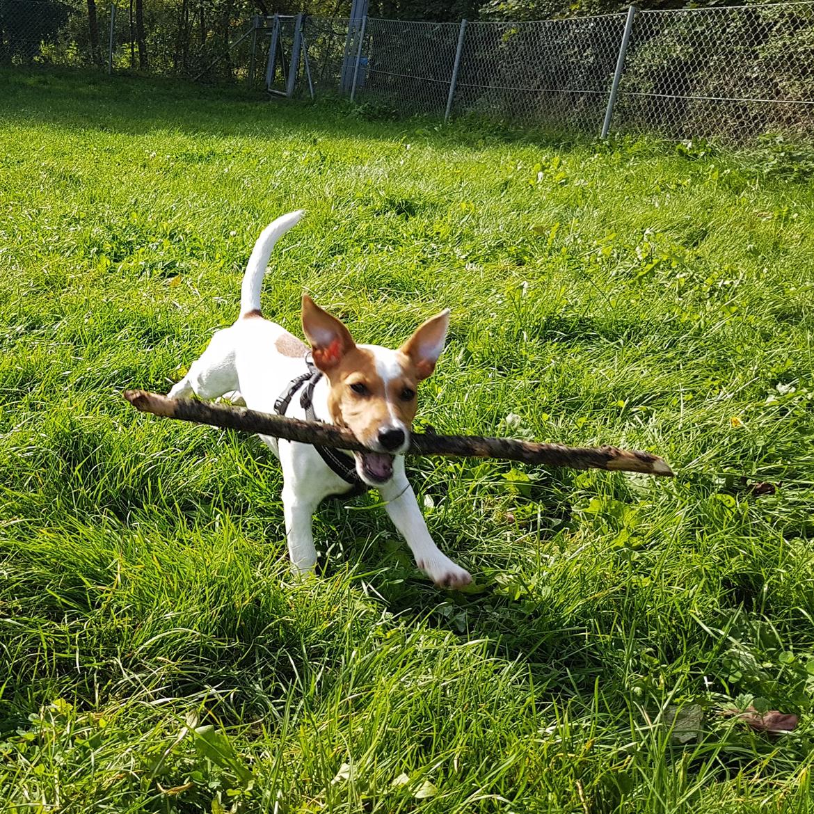 Jack russell terrier Nunu billede 2