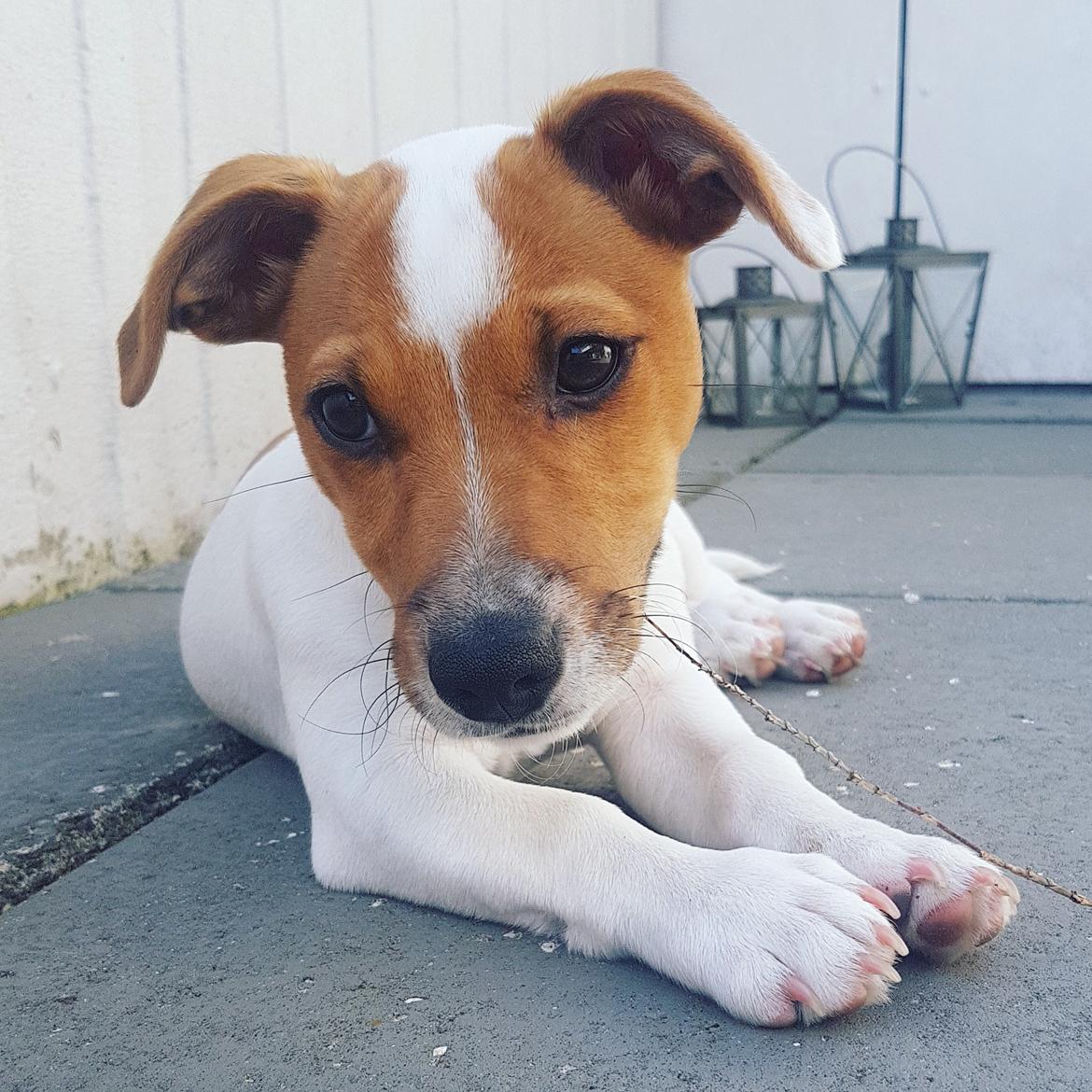 Jack russell terrier Nunu billede 3