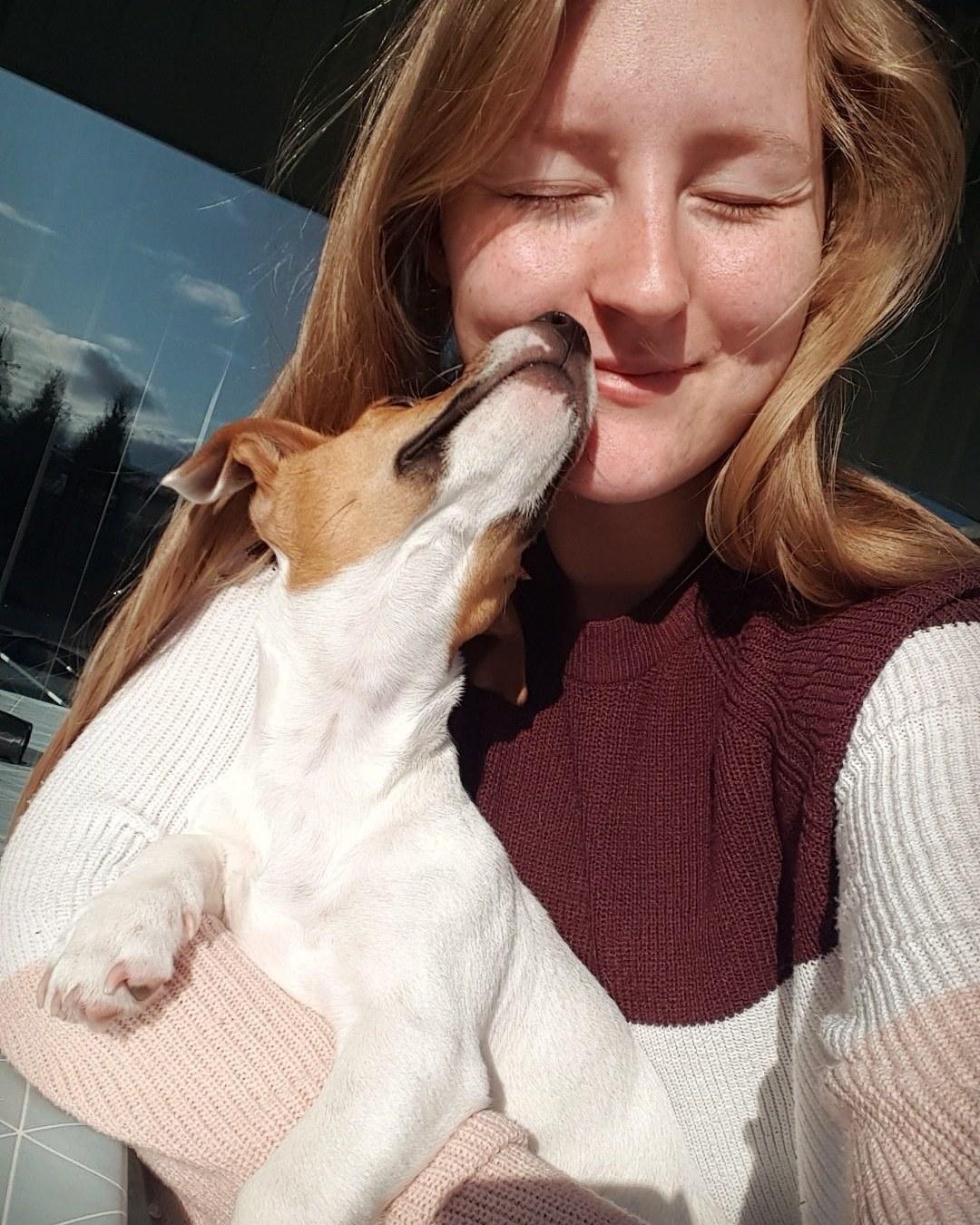 Jack russell terrier Nunu billede 4