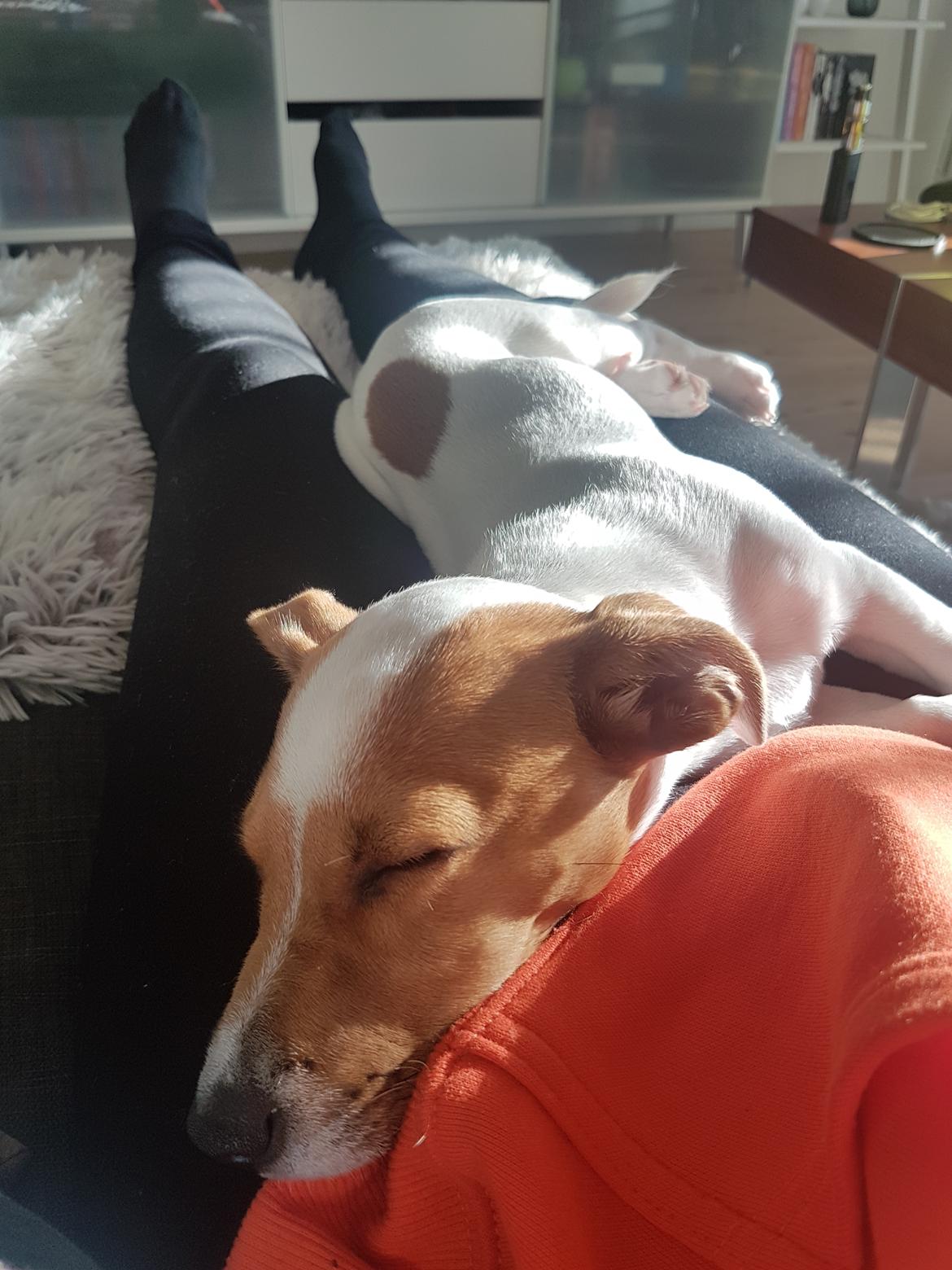 Jack russell terrier Nunu billede 5