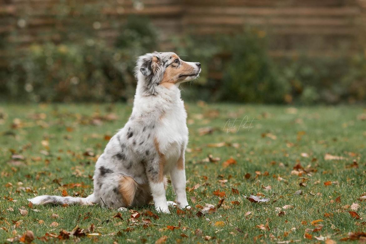 Miniature American Shepherd Ávi / Avicii billede 13