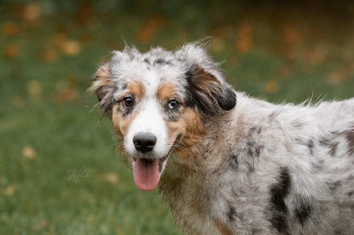 Miniature American Shepherd Ávi / Avicii billede 14
