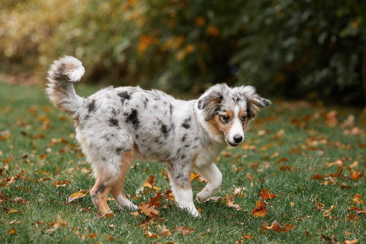 Miniature American Shepherd Ávi / Avicii billede 15