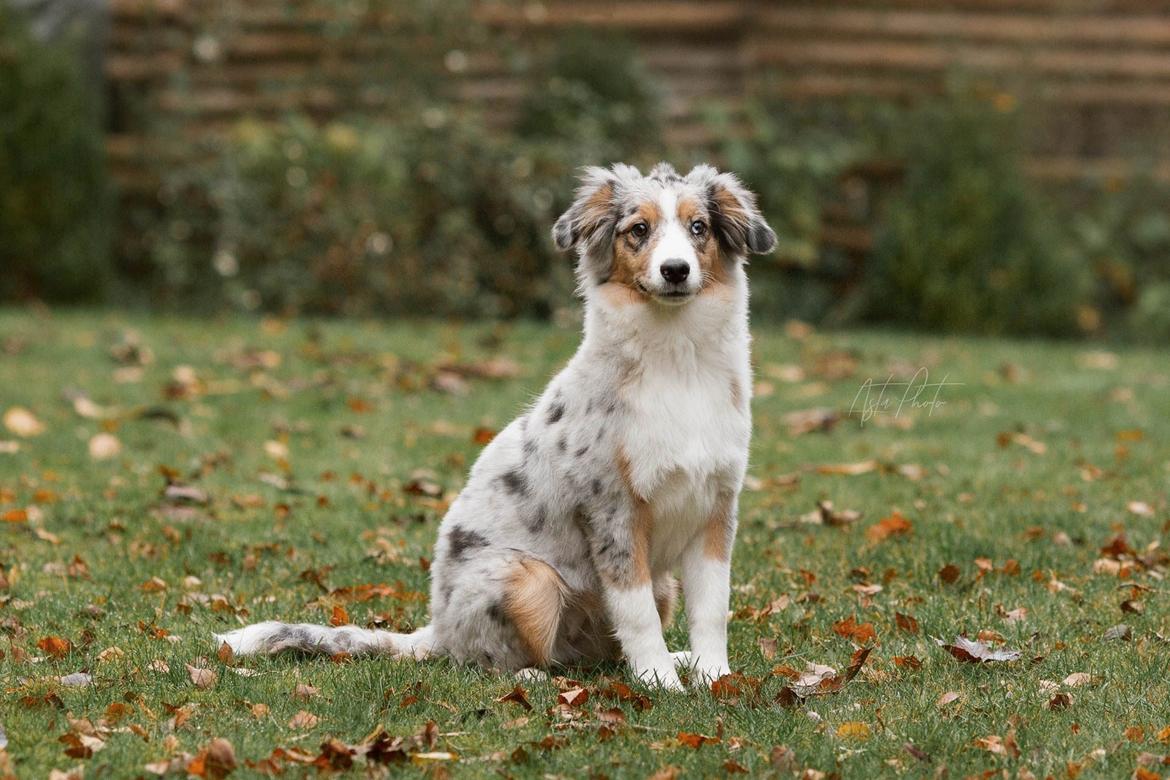 Miniature American Shepherd Ávi / Avicii billede 16