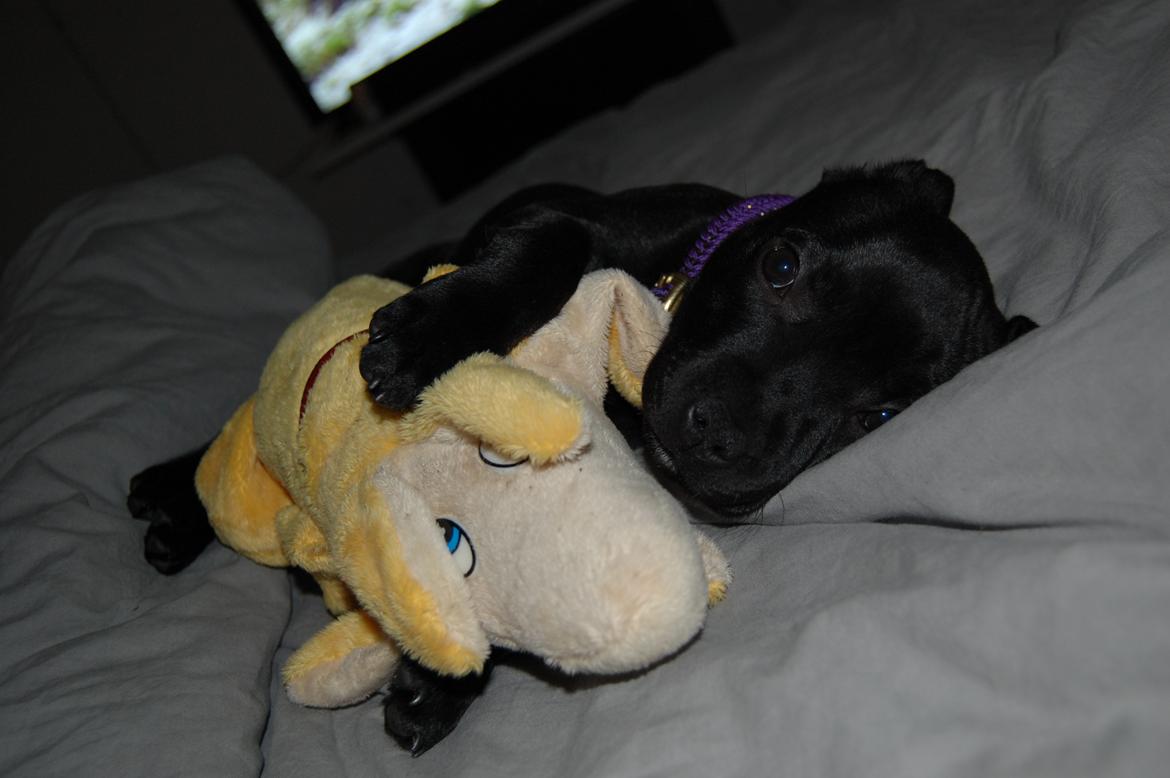 Staffordshire bull terrier Kida - Hendes faste sovebamse, Hr. Banan <3 billede 8
