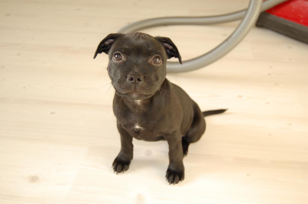 Staffordshire bull terrier Kida billede 15