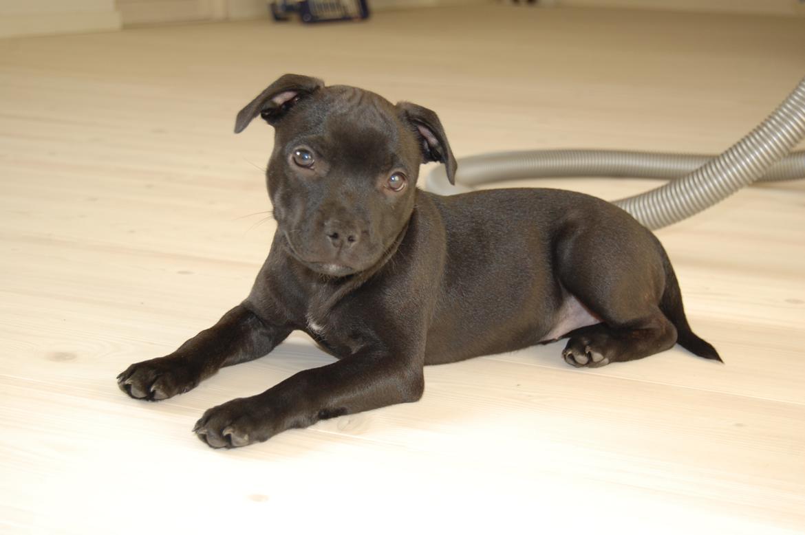 Staffordshire bull terrier Kida billede 16