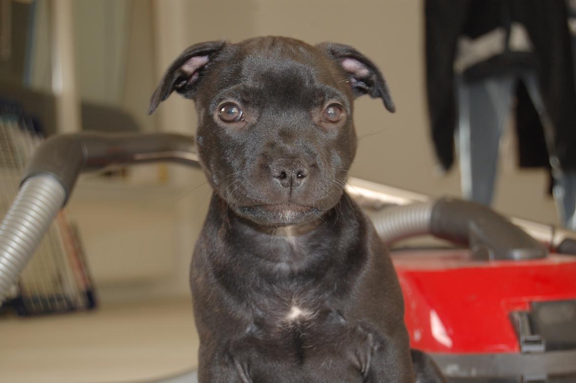 Staffordshire bull terrier Kida billede 18