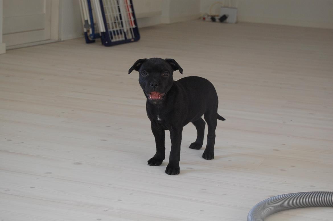 Staffordshire bull terrier Kida billede 19