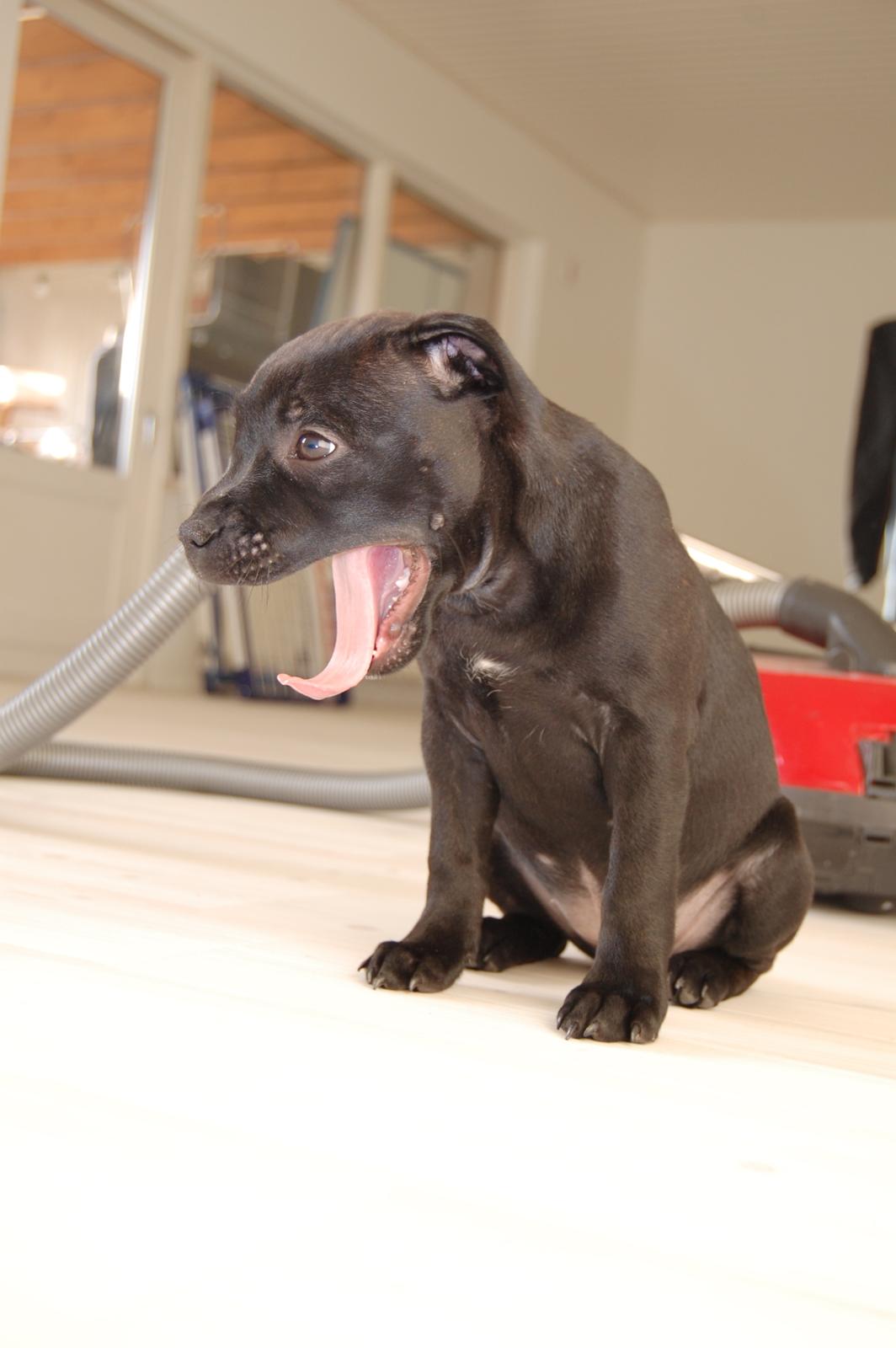 Staffordshire bull terrier Kida - Det er hårdt at være 11 uger gammel <3 billede 17