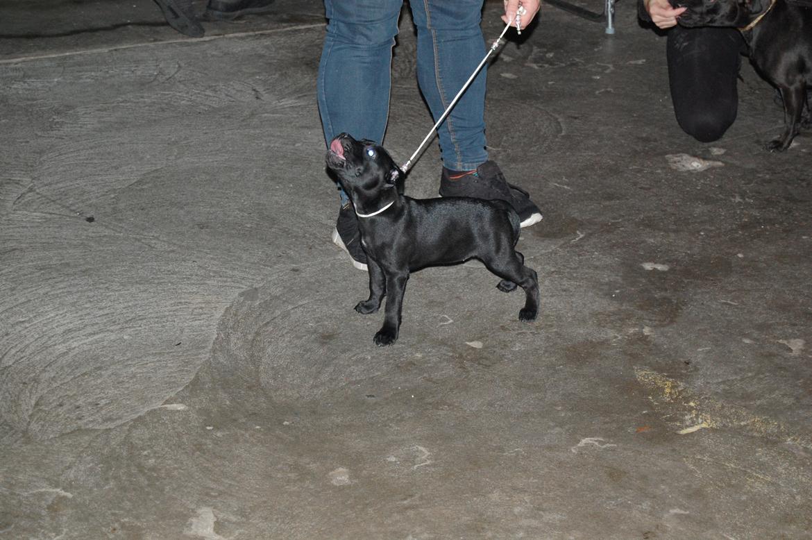 Staffordshire bull terrier Kida - Ringtræning for første gang. billede 11