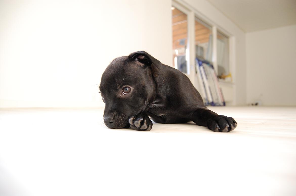 Staffordshire bull terrier Kida billede 20